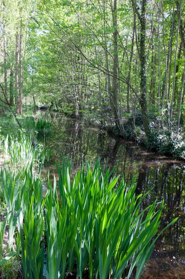 Bois De Vincennes, Allee