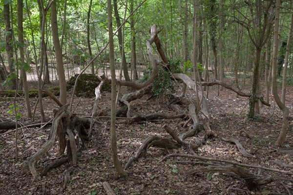 Bois De Boulogne, Tronc D'Arbre Tombac A Terre