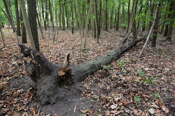 Bois De Boulogne, Tronc D'Arbre Tombac A Terre