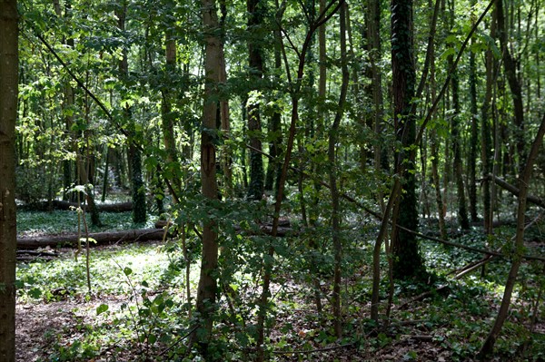 Bois De Boulogne, Bosquet