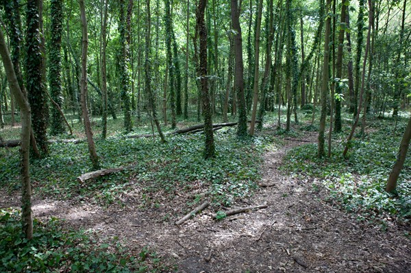 Bois De Boulogne, Bosquet