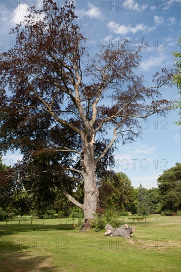 Bois De Boulogne, Le Pré Catelan