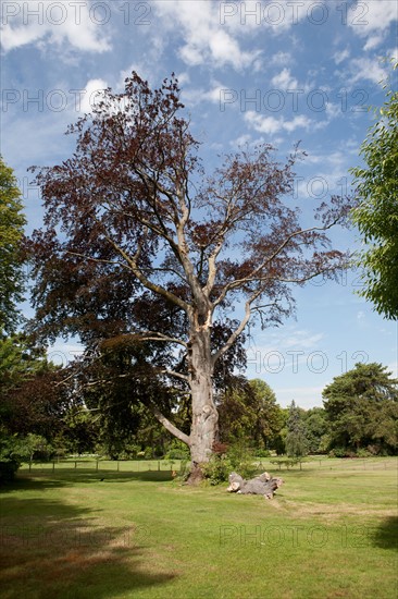 Bois De Boulogne, Le Pré Catelan