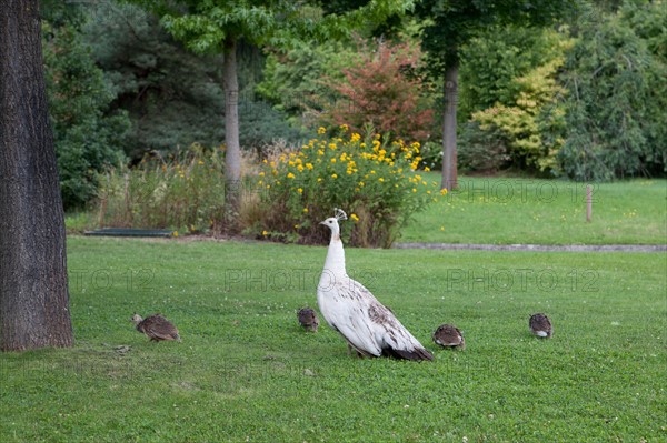 Neuilly sur Seine, Jardin d'Acclimatation