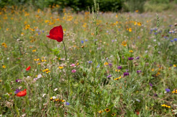 Etang De Suresnes, Fleurs Sauvages De La Prairie