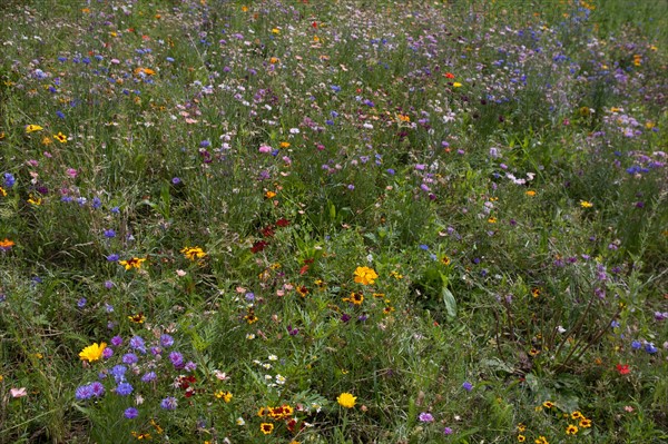 Etang De Suresnes, Fleurs Sauvages De La Prairie