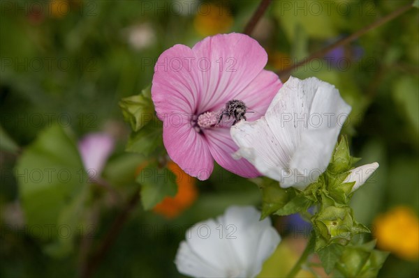 Etang De Suresnes, Fleurs Sauvages De La Prairie