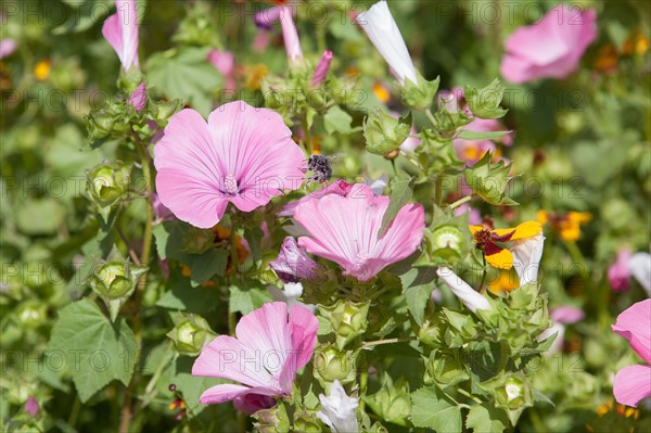 Etang De Suresnes, Fleurs Sauvages De La Prairie