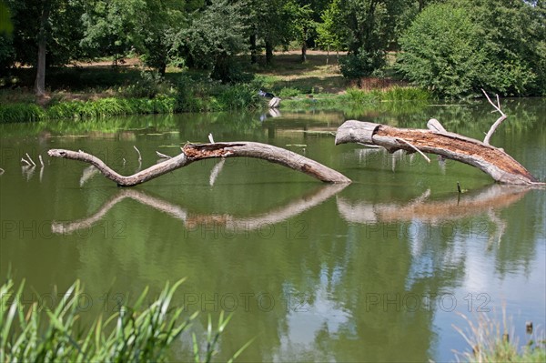 Etang De Suresnes, Reflets De Vieux Troncs Sur L Eau