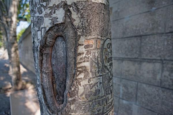 Quai Francois Mitterrand (Quai Des Tuileries) Berges de Seine, Arbre Grave De Messages D'Amour