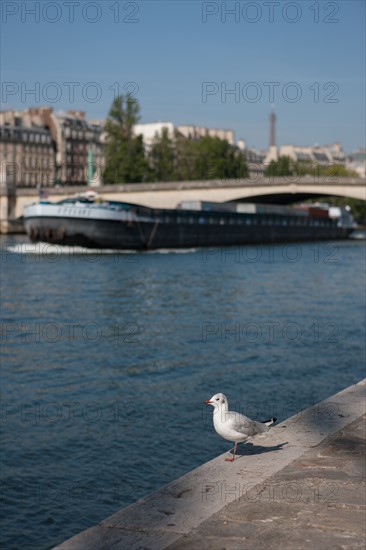 Quai Francois Mitterrand (Quai Des Tuileries) Berges de Seine, Mouette Et Péniche