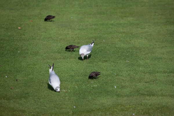 Jardin Des Tuileries,