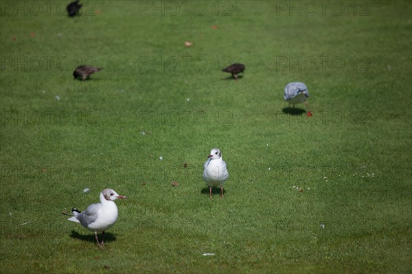 Jardin Des Tuileries,