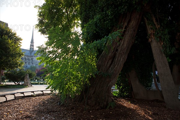 Square Rene Viviani, Face A Notre Dame De Paris