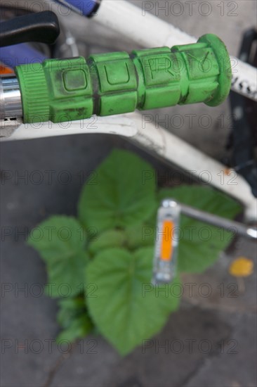 Ile de la Cité, Quai Des Orfevres Velo A Poignace Verte Et Feuilles Du Meme Vert