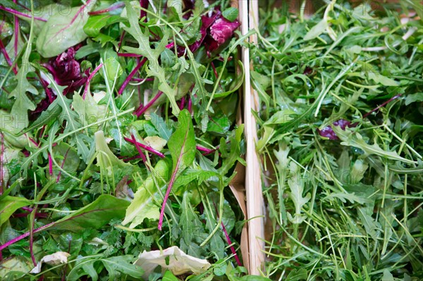 Salade roquette