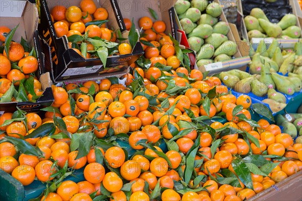 Clementines de Corse