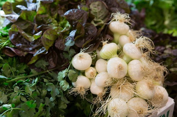 Salade, persil et oignons blancs