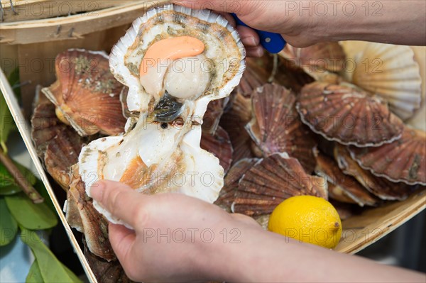 Coquilles Saint-Jacques