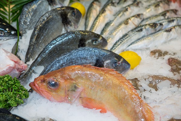 Poissons frais