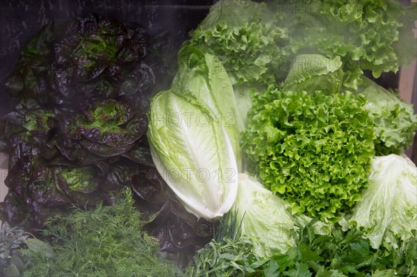 Salades sous brumisateur