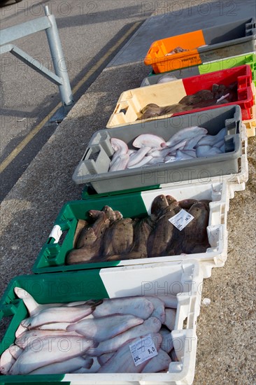 Honfleur, Bassin de l'Est, retour de pêche