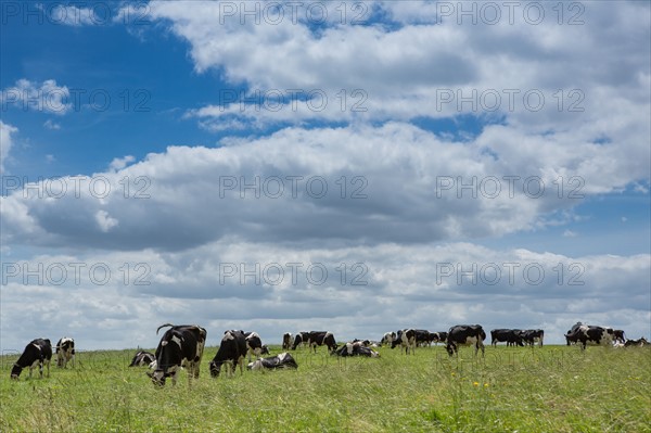 Vaches de Baie du Mont-Saint-Michel