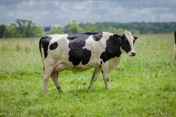 Vaches de Baie du Mont-Saint-Michel