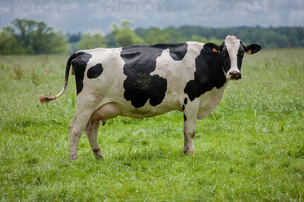 Vaches de Baie du Mont-Saint-Michel