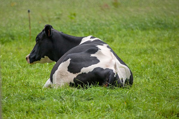 Vaches de Baie du Mont-Saint-Michel