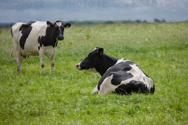 Vaches de Baie du Mont-Saint-Michel