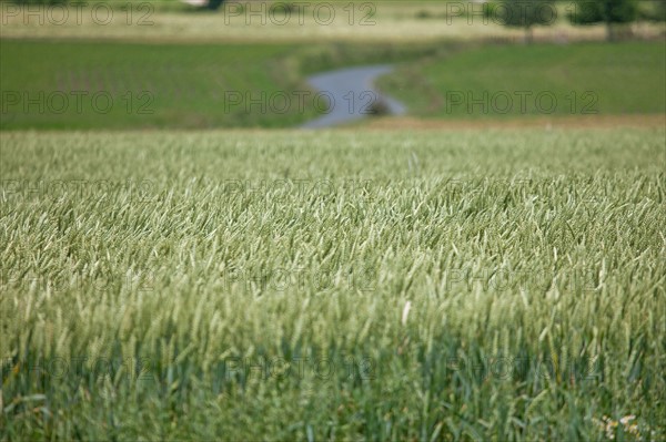 Champs de blé dans la Baie du Mont-Saint-Michel