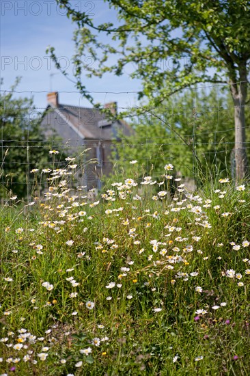 Savigny, champ de marguerites