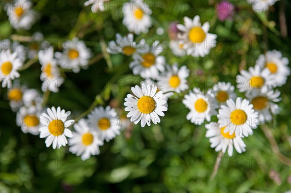 Savigny, marguerites