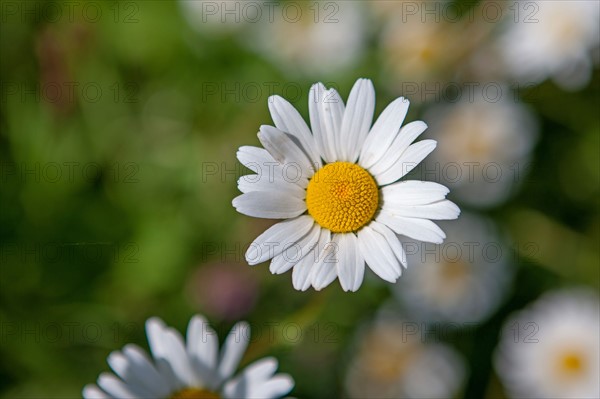 Savigny, marguerites