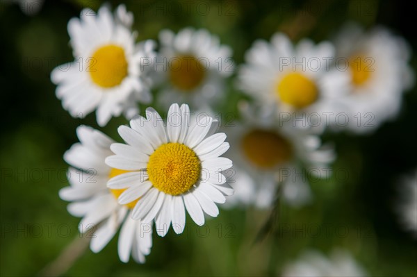 Savigny, marguerites