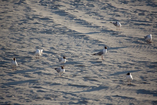 Berck Plage