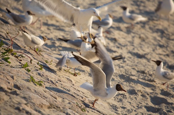 Berck Plage