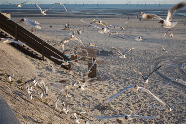 Berck Plage