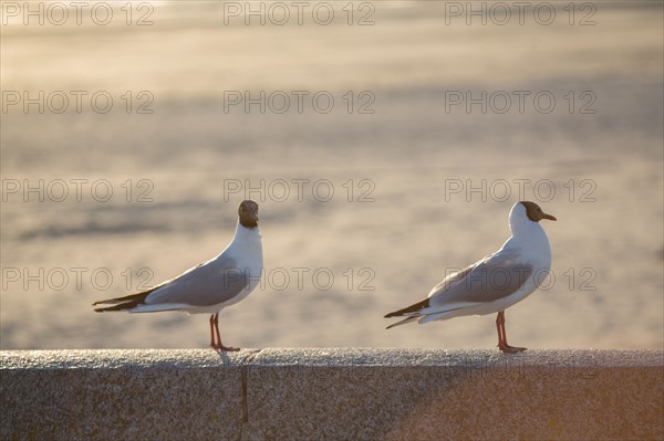 Berck Plage