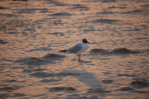 Berck Plage