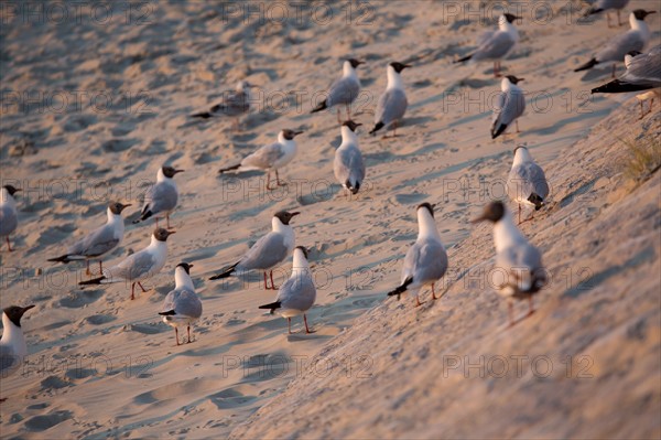 Berck Plage