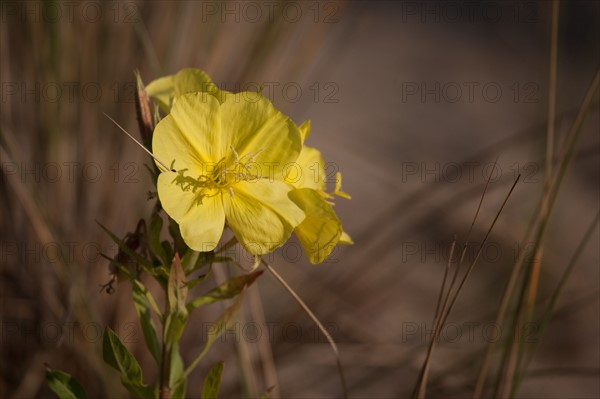 Fort-Mahon-Plage, Baie de Somme