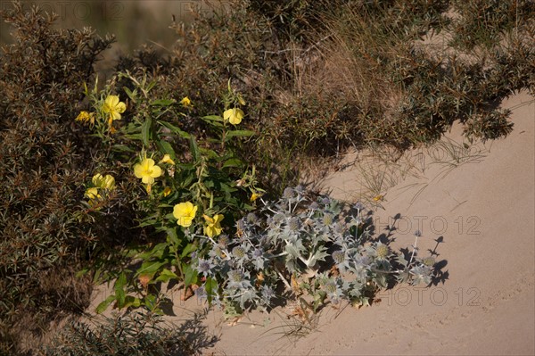 Fort-Mahon-Plage, Baie de Somme