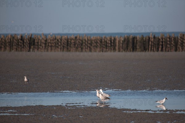 Quend, Somme