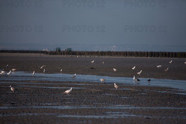 Quend, Somme