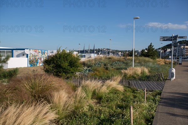 Le Havre, végétation de bord de mer