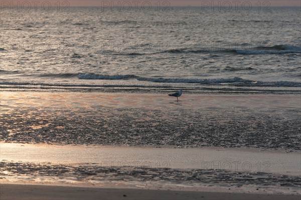 Trouville sur Mer, Kite surf au soleil couchant