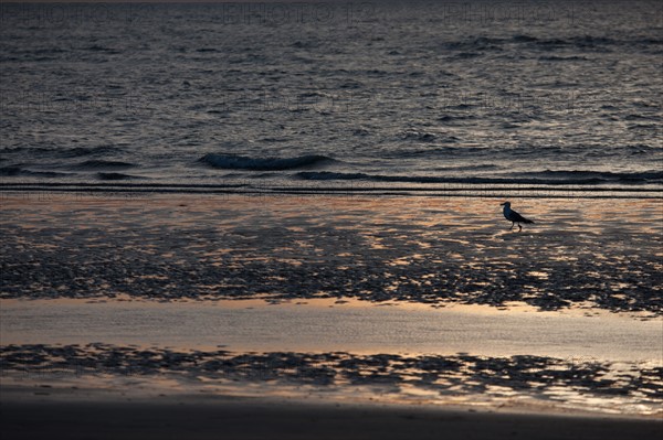 Trouville sur Mer, Kite surf au soleil couchant