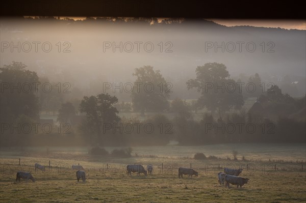 Pays d'Auge